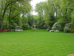 Premium Lawn Solutions for Beautiful Green Outdoor Spaces