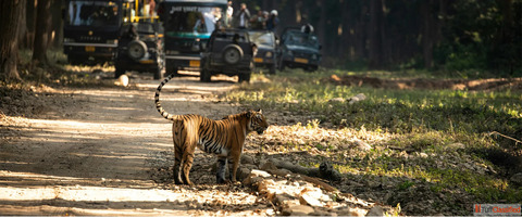 A Journey Into the Wild My Experience at Corbett National Park