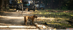 A Journey Into the Wild My Experience at Corbett National Pa...