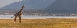 Best Safari Trips from Zanzibar - Wildlife Beach Escape