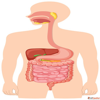 Understanding the Gastrointestinal Tract and Its Importance for Digestive Health