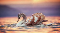 nature digital lfe
