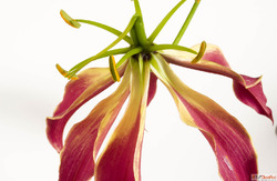 Reliable Colchicine API Exporters for Bulk Pharmaceutical Su...