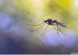Anti-insect Net Manufacturers