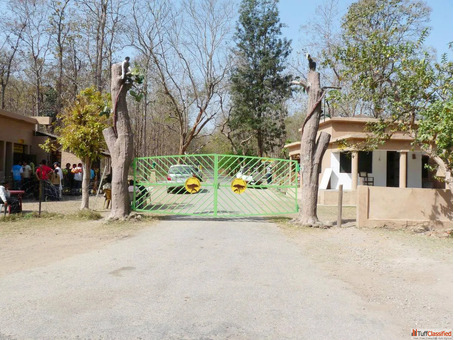 Inside the Wild Rhythm of Bijrani Zone in Jim Corbett National Park
