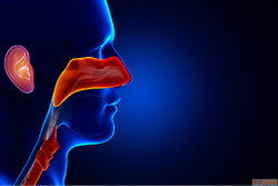 Looking for the Best ENT Doctor in Kolkata