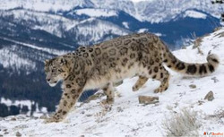 Spiti Valley Snow Leopard Tours Wildlife Expedition with Raa...