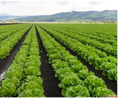CISB Gardening and Landscaping Services - Expert Garden Care