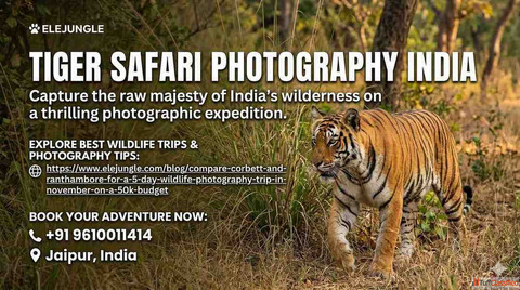 India's Ultimate Tiger Photography Experience