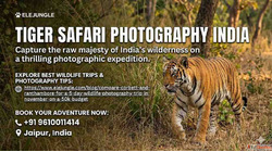 India's Ultimate Tiger Photography Experience