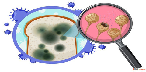 Book an Affordable Complete Hemogram Test from Max Lab