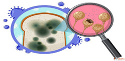 Book an Affordable Complete Hemogram Test from Max Lab