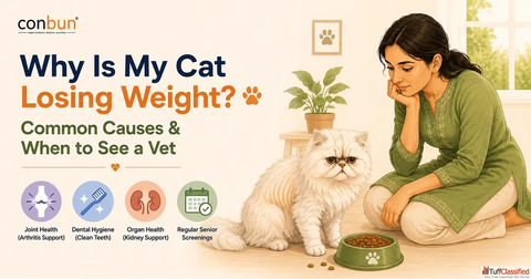 Why Is My Cat Losing Weight Common Causes When to See a Vet