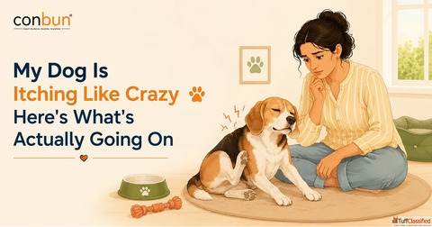 My Dog Is Itching Like Crazy - Here's What's Actually Going On