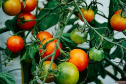 Fresh Kitchen Garden Vegetables in India