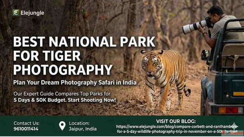 Track the Big Cats at the Best National Park for Tiger Photography