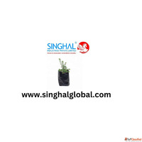 Strong Foundations for Successful Cultivation