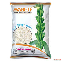 Premium Sesame Til Seeds Supplier India for Global Buyers