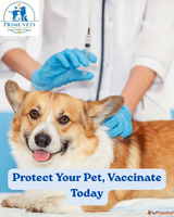 Pet Vaccination Services in Mohali Prime Vets Multispecialit...