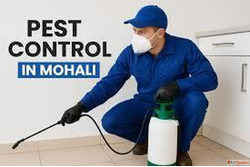 Expert Termite Control Services in Mohali - Protect Your Pro...