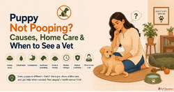 Puppy Not Pooping - Is It Normal What To Do