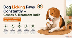 Dog Licking Paws Constantly - Causes Treatment in India