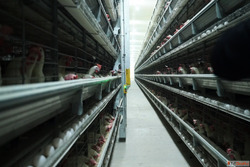 Poultry Cages Manufacturer in India Advanced Poultry Systems...