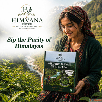 Urtica Himalayensis Stinging Nettle Tea