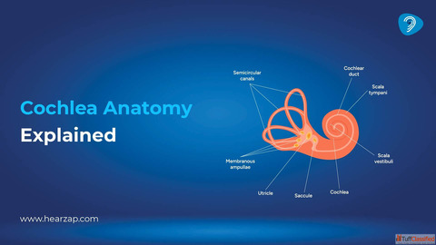 Cochlea Anatomy Explained Structure Hearing Function