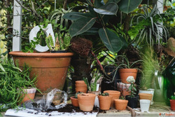 Tips for Indoor Gardening in Rajasthan for Healthy and Beaut...