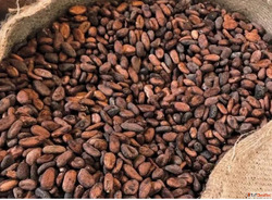 farmerscooperativelimited.com Coffee Cashews Sunflower oil P...