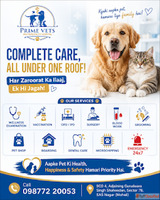 Pet Doctor in Mohali Prime Vets Multispeciality Hospital