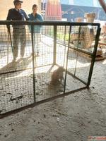 Monkeys Won't Leave Animal Rescue Service Team in Jaipu...