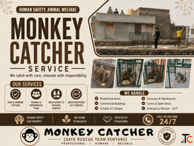 Animal Rescue Service in Jaipur - 2 Bandar Pakde near Raja Park Area Mein