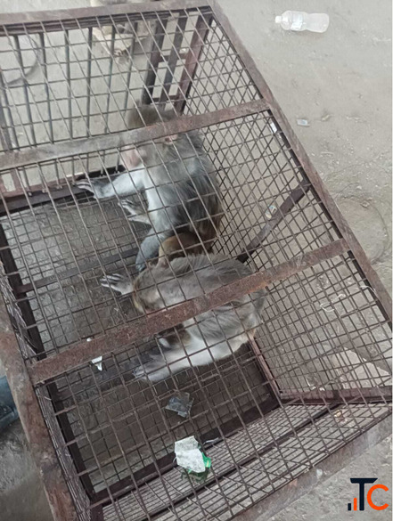 Animal Rescue Service in Jaipur - 2 Bandar Pakde near Raja Park Area Mein