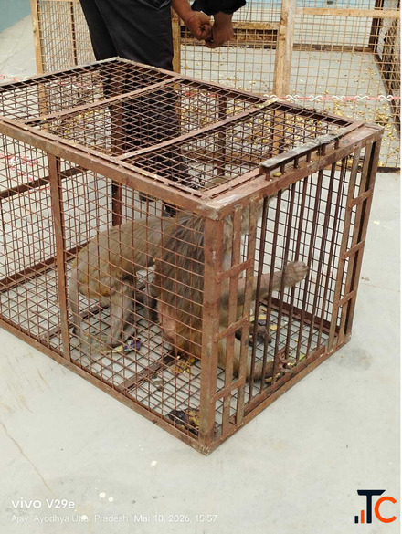 Animal Rescue Service in Jaipur - 2 Bandar Pakde near Raja Park Area Mein