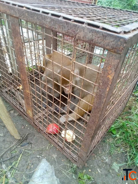Animal Rescue Service in Jaipur - 2 Bandar Pakde near Raja Park Area Mein