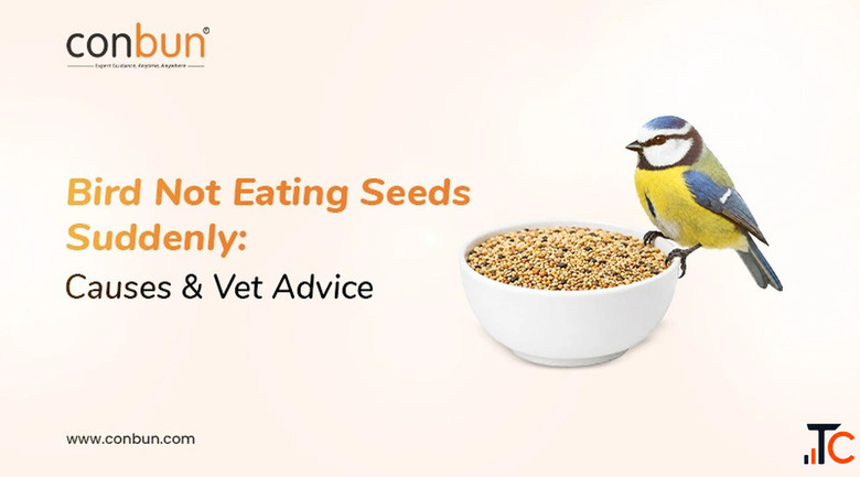 Bird Not Eating Seeds Suddenly Causes Vet Advice