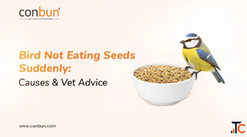 Bird Not Eating Seeds Suddenly Causes Vet Advice