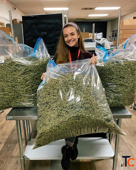 Premium Cannabis Products - Quality You Can Trust