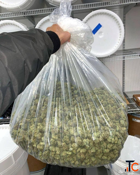 Premium Cannabis Products - Quality You Can Trust