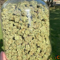 Top-Quality Cannabis - Fresh Reliable
