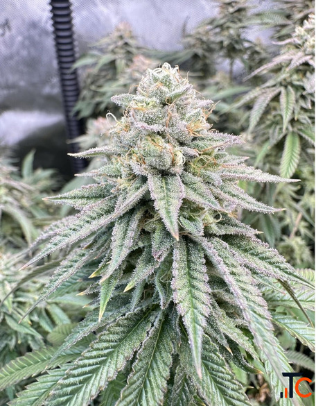 Quality Cannabis for Adult Consumers