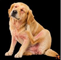 Treat Your Dog's Allergies From Home with an Online Vet Consultation