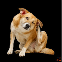 Consult A Dog Doctor Online Instantly For Ear Infections