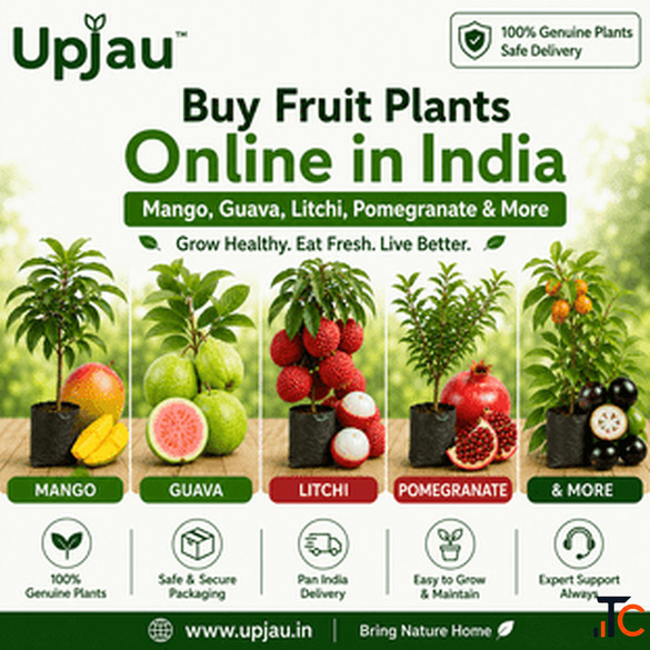 Buy Fruit Plants Online in India - Mango Guava Litchi Pomegranate More Upjau