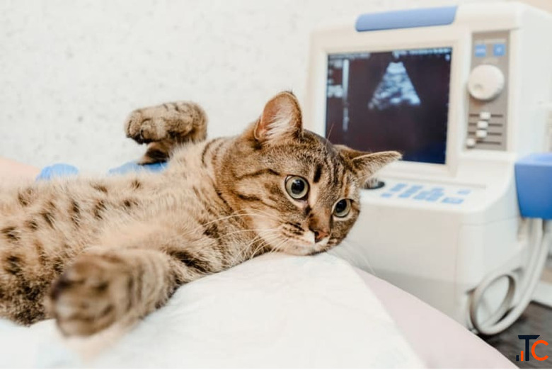 Advanced Veterinary Ultrasound Service for Safe Accurate Pet Diagnosis