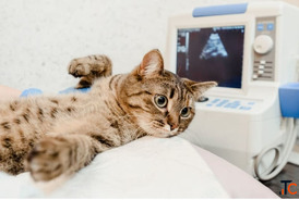Advanced Veterinary Ultrasound Service for Safe Accurate Pet Diagnosis