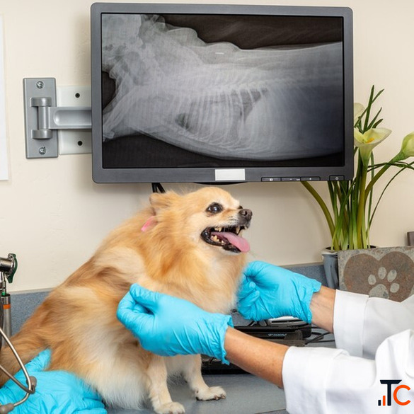Advanced Pet X-Rays in Richmond BC for Accurate Diagnosis