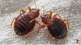 Bed Bugs Control